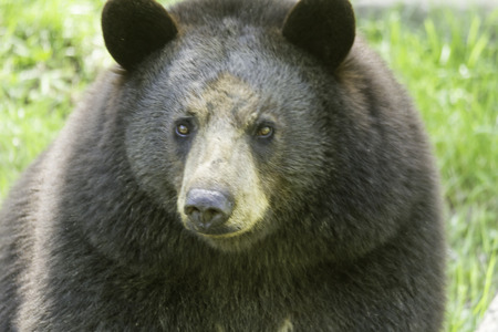 A Bear Attack in Estes Park - Senior Voice - Senior Voice