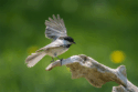 The Joy of Birdwatching